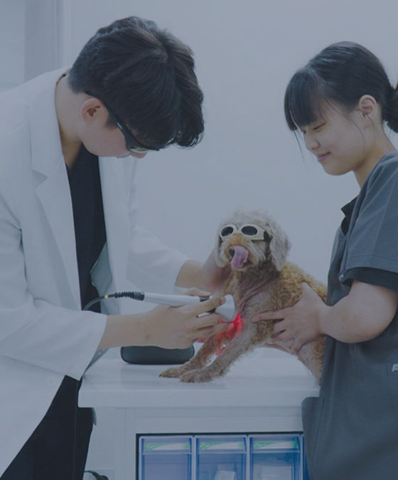 입원실에서 회복 중인 강아지를 의료진이 돌보는 모습